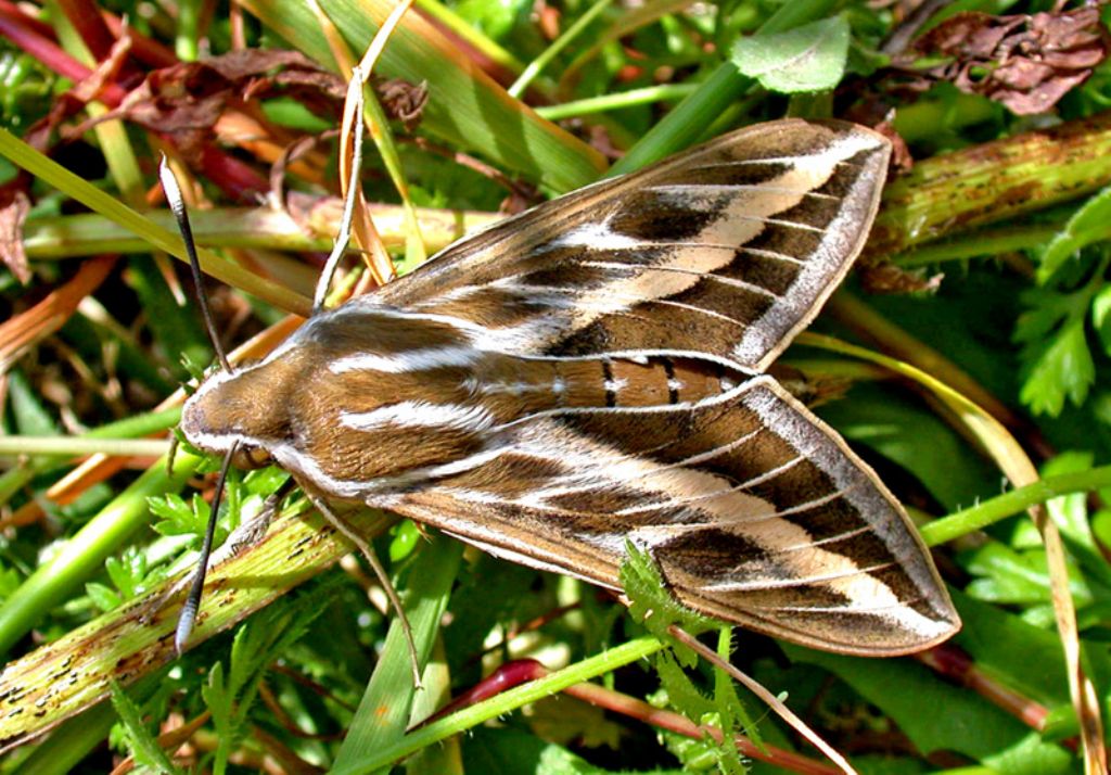Sphingidae Hyles livornica